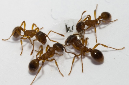 Уничтожение муравьев в Пушкино 