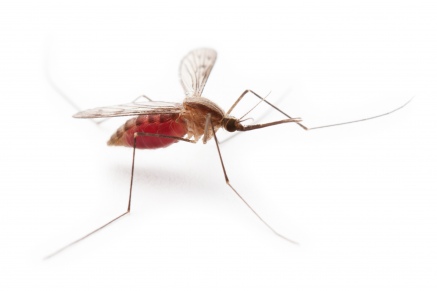 Уничтожение комаров в Пушкино 