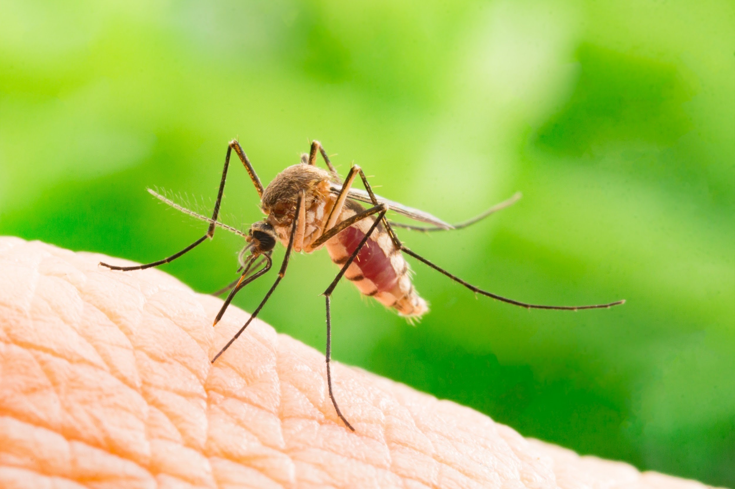 Уничтожение комаров СЭС